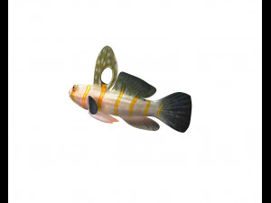 randalls goby fish low poly 3D Model