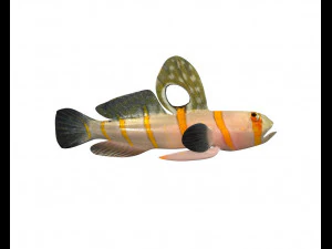randalls goby fish low poly 3D Model