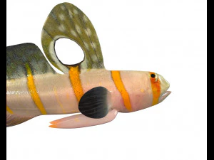 randalls goby fish low poly 3D Model
