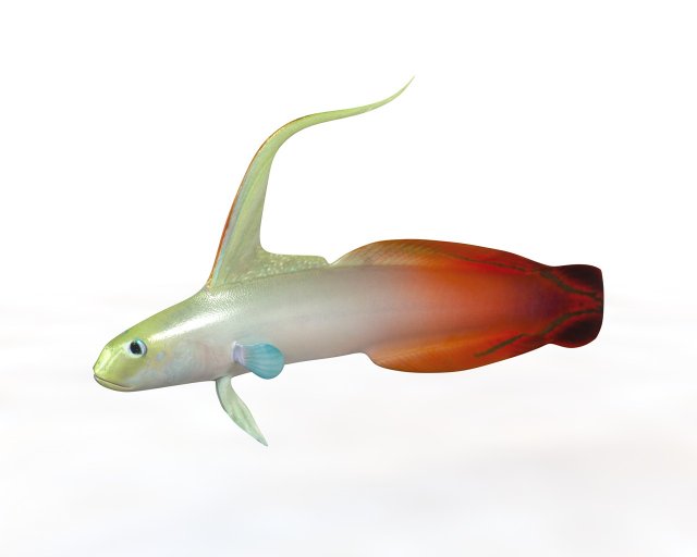 red fire goby fish low poly 3D Model .c4d .max .obj .3ds .fbx .stl .blend 