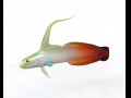 Red Fire Goby Fish Low Poly 3D Model