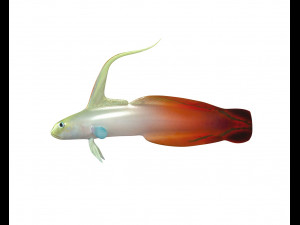 red fire goby fish low poly 3D Model