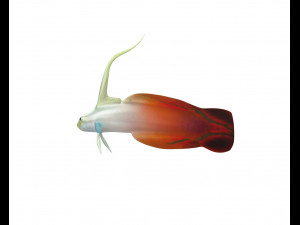 red fire goby fish low poly 3D Model