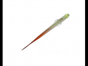 red fire goby fish low poly 3D Model