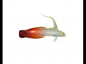red fire goby fish low poly 3D Model