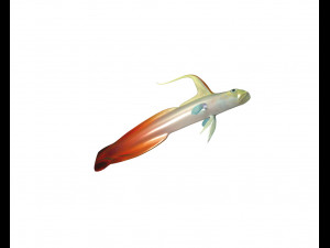 red fire goby fish low poly 3D Model
