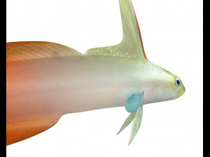 red fire goby fish low poly 3D Model