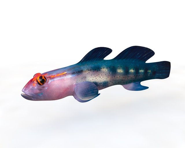 red head goby fish keeper low poly 3Dモデル .c4d .max .obj .3ds .fbx .stl .blend 