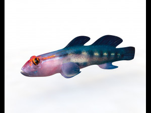 red head goby fish keeper low poly 3D Model