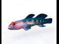 Red Head Goby Fish keeper Low Poly 3D Model