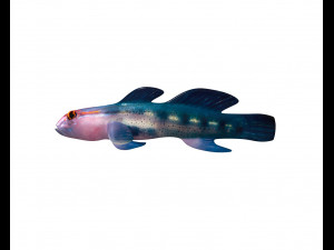 red head goby fish keeper low poly 3Dモデル