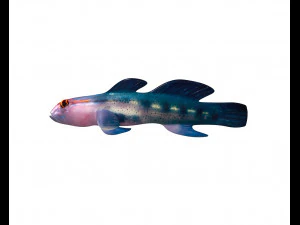 red head goby fish keeper low poly 3D Model