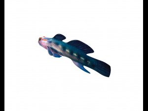 red head goby fish keeper low poly 3Dモデル