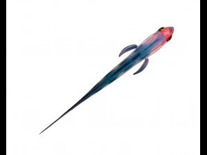 red head goby fish keeper low poly 3D Model