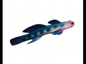 red head goby fish keeper low poly 3Dモデル