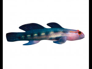 red head goby fish keeper low poly 3D Model