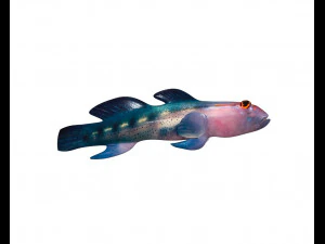 red head goby fish keeper low poly 3D Model