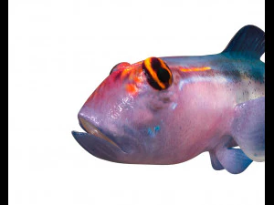red head goby fish keeper low poly 3D Model