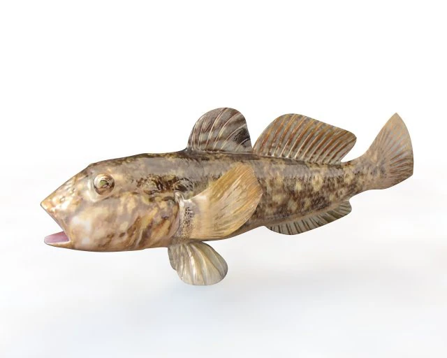 round goby fish low poly 3D Model .c4d .max .obj .3ds .fbx .stl .blend 