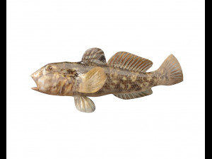 round goby fish low poly 3D Model