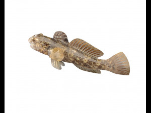 round goby fish low poly 3D Model