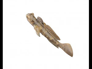 round goby fish low poly 3D Model
