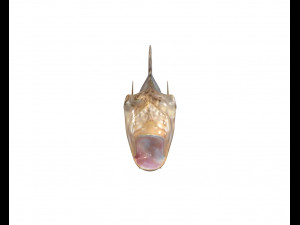 round goby fish low poly 3D Model