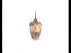 round goby fish low poly 3D Model