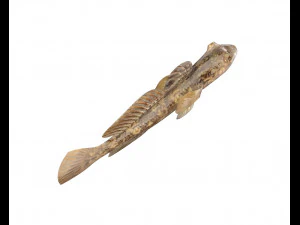 round goby fish low poly 3D Model