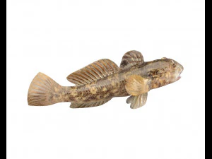 round goby fish low poly 3D Model