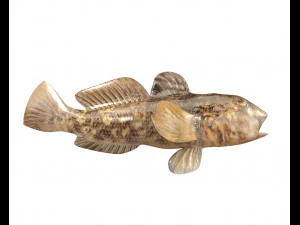 round goby fish low poly 3D Model