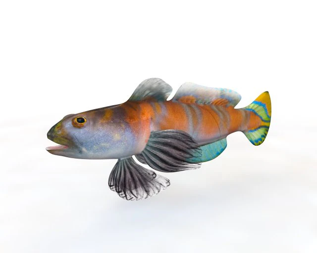 shrimp goby fish low poly 3D Model .c4d .max .obj .3ds .fbx .stl .blend