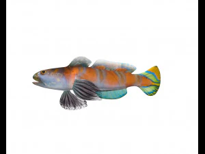 shrimp goby fish low poly 3D Model