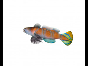 shrimp goby fish low poly Model 3D