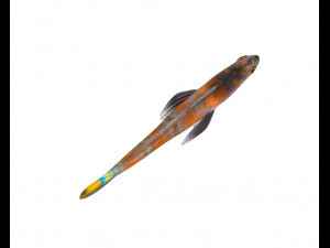 shrimp goby fish low poly Model 3D