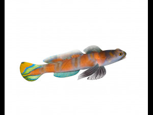 shrimp goby fish low poly Model 3D