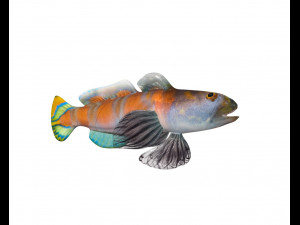 shrimp goby fish low poly Model 3D