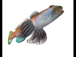 shrimp goby fish low poly Model 3D