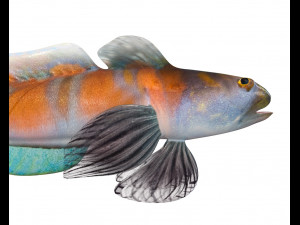 shrimp goby fish low poly Model 3D