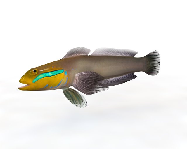 sleeper golden head goby fish low poly 3Dモデル .c4d .max .obj .3ds .fbx .stl .blend 
