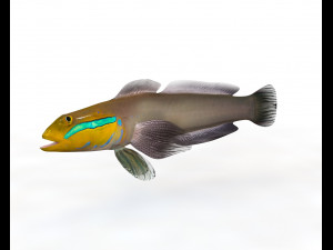 sleeper golden head goby fish low poly 3D Model