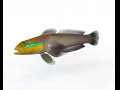 Sleeper Golden head Goby Fish Low Poly 3D Model
