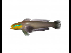 sleeper golden head goby fish low poly 3Dモデル
