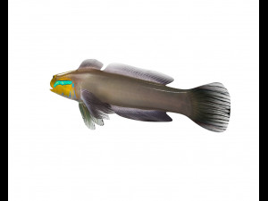 sleeper golden head goby fish low poly 3Dモデル