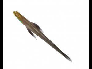 sleeper golden head goby fish low poly 3Dモデル