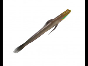 sleeper golden head goby fish low poly 3Dモデル