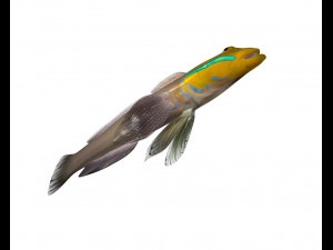 sleeper golden head goby fish low poly 3Dモデル