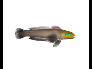 sleeper golden head goby fish low poly 3Dモデル