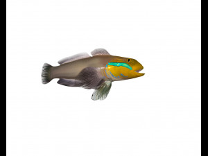 sleeper golden head goby fish low poly 3Dモデル