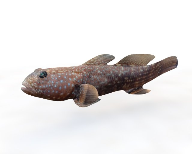 triple tooth goby fish low poly 3D 모델 .c4d .max .obj .3ds .fbx .stl .blend 